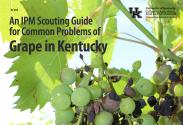 Cover page of ID-254, An IPM Scouting Guide for Common Problems of Grape in Kentucky
