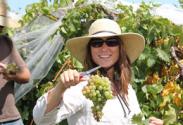 UK Grape Specialist Patsy Wilson