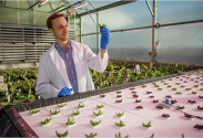 Lark Wuetcher studies hydroponic lettuce in the greenhouse at the UK Horticulture Research Farm.