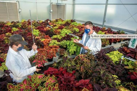 Project lead Ty Rich (left) and Paul Cockson record data in a coleus cultivar trial at the UK Horticultural Research Farm. Photo by Matt Barton.