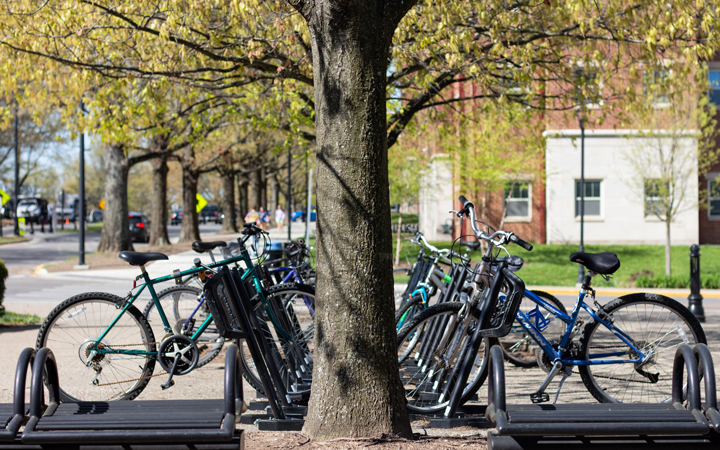 Many bicycles under tree