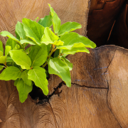 Resilient plant growth from chopped lumber