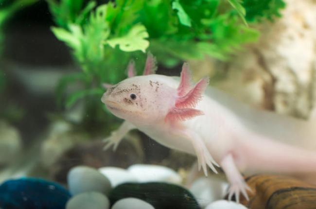 white axolotl in tank
