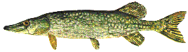 pike