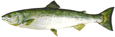 salmon pic