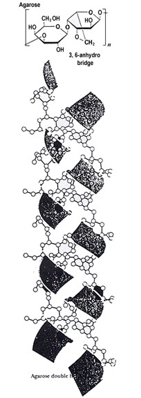 [Image of an agarose double helix]