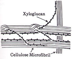 [Image of cellulose microfibril]