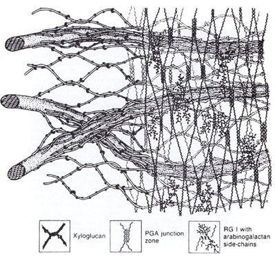 [Image of polymer networks, part one]