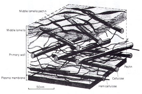 [Image of polymer networks, part two]