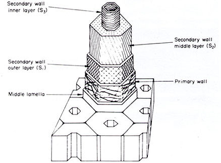 [Image of wall structure]