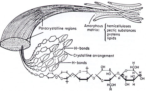 [Image of amorphous matrix]