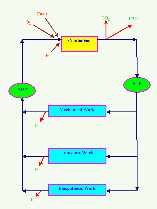 [The ATP- ADP cycle]