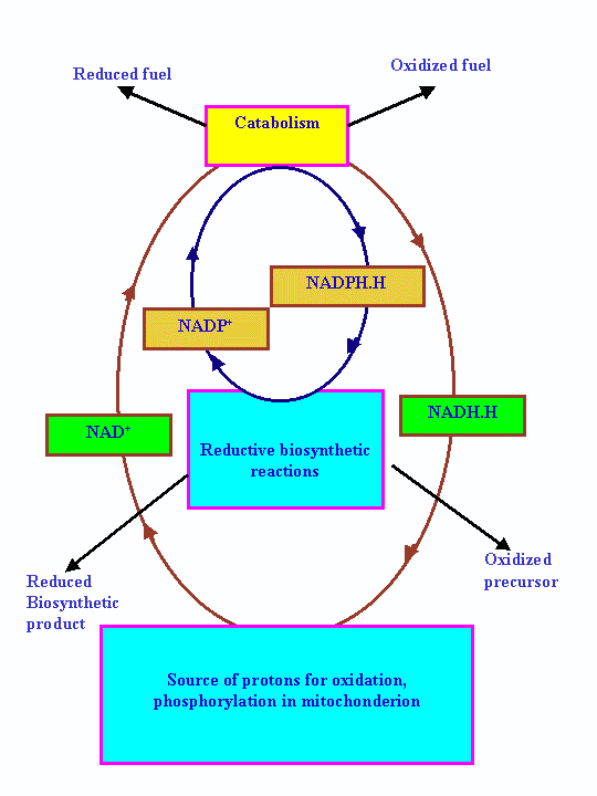 [Nicotinamide adenine dinucleotide cycle]