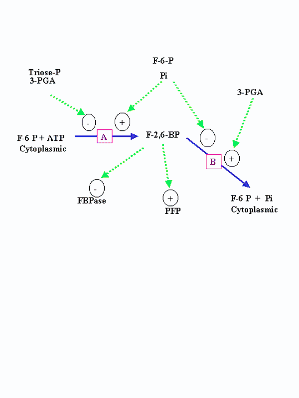 [F-2,6-BP]