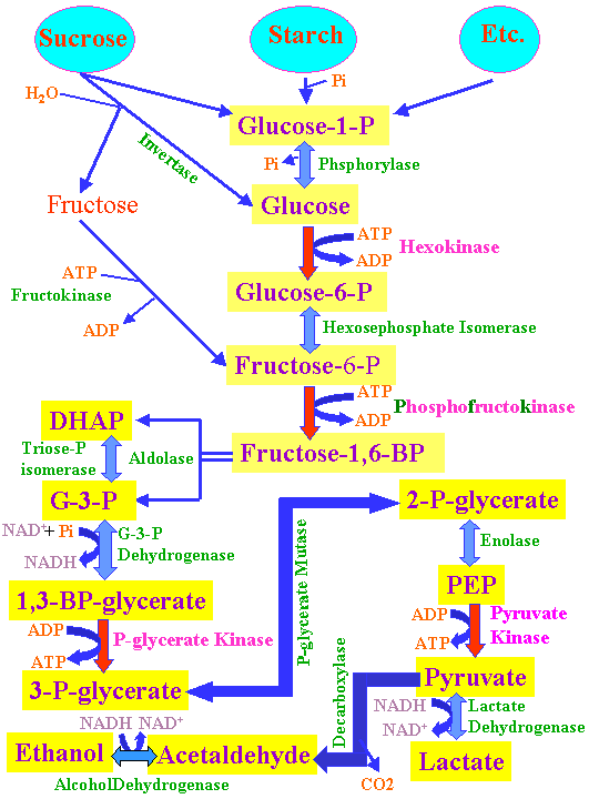 [Glycolysis]