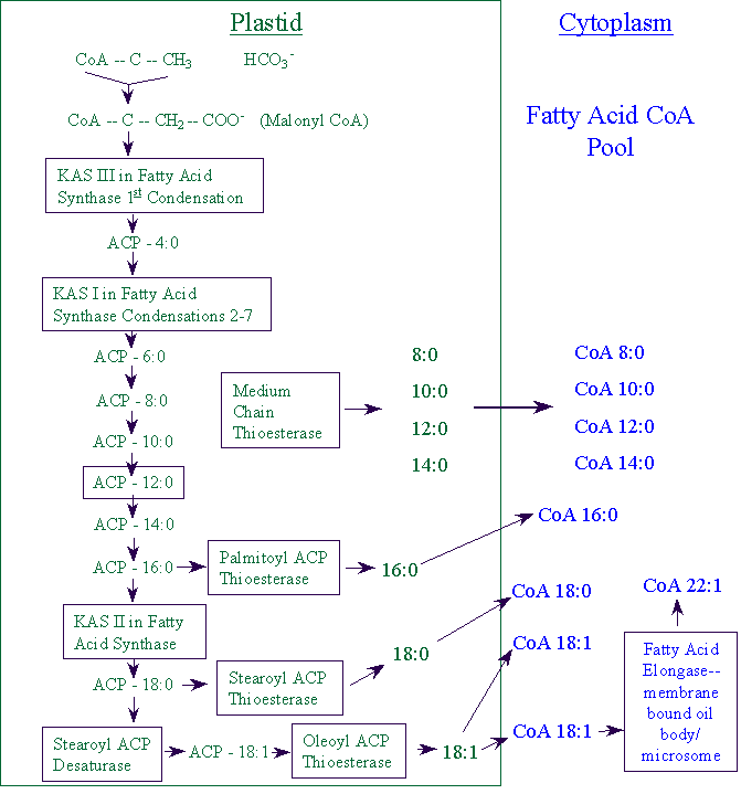 [Image of CoA transfer]