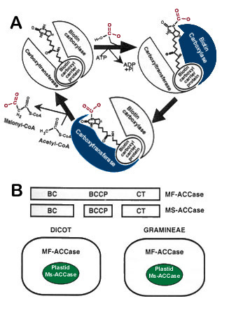 [Image of acetyl-CoA carboxylase complex]