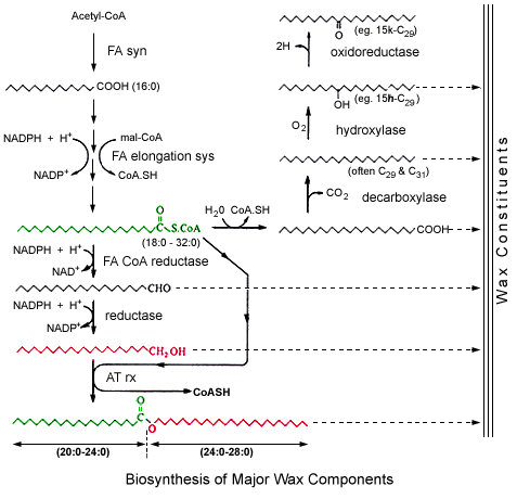 [Image 
of wax synthesis]