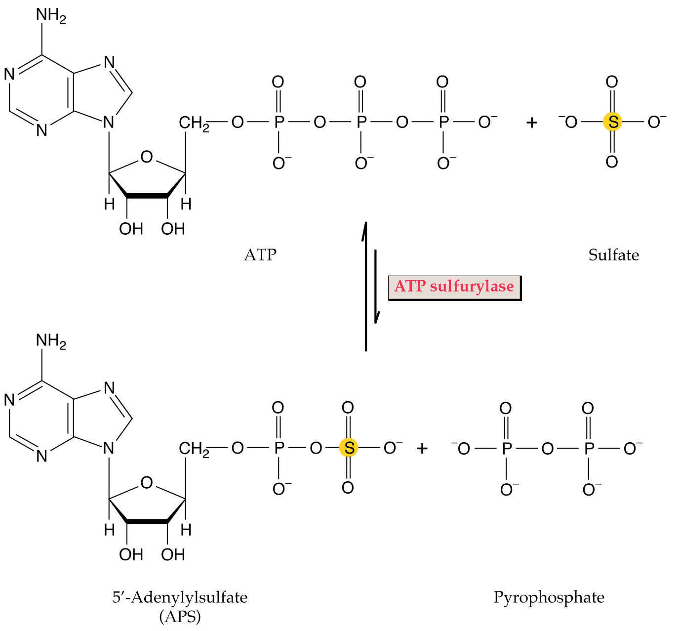 glutathione thioether bonds - an overview NFIXNa