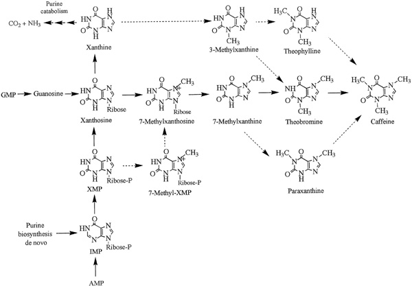 [caffeine synthesis]