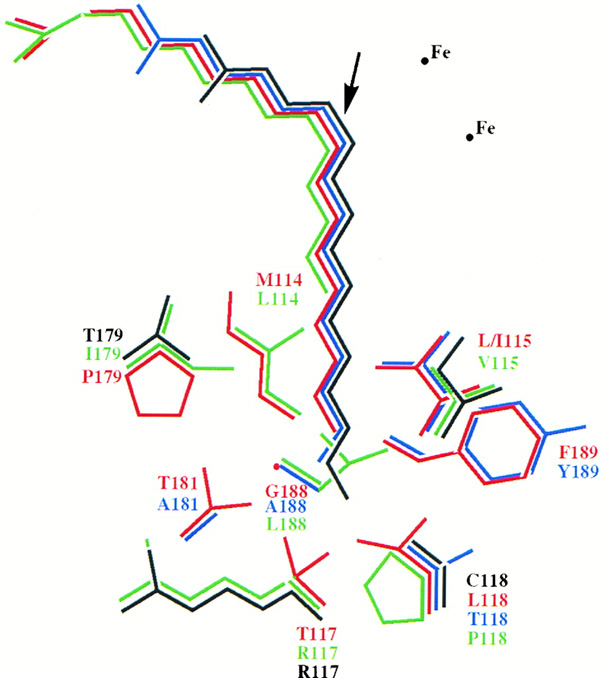 [Cahoon et al. Fig. 4]