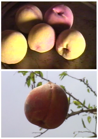 Peaches, Rotting / Shot