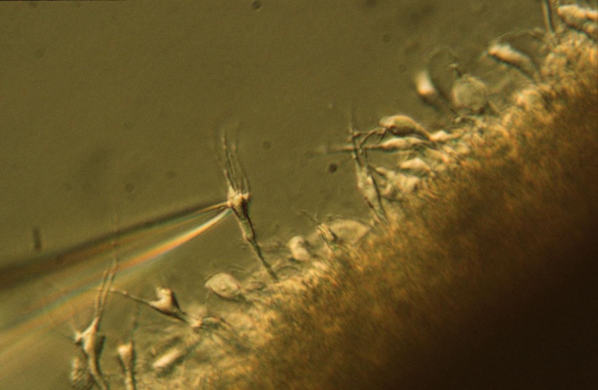 Zipper pyramidal neurons with patch clamping