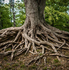 [Gnarled Roots]