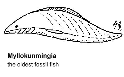 cambfish.jpg (19791 bytes)