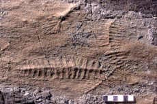 ediacfossil1.jpg (17582 bytes)