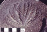ediacfossil2.jpg (9992 bytes)