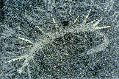 Fossil of hallucenia