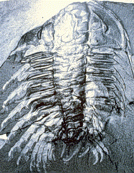 Fossil trilobite