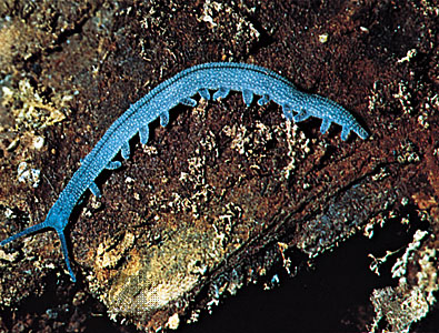 velvetworm.jpg (87582 bytes)