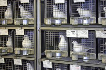 The research pigeons we house.